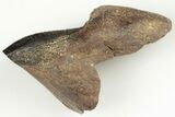 Rooted Ceratopsian Dinosaur Tooth - Judith River Formation #198668-2
